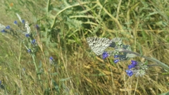 Melanargia larissa