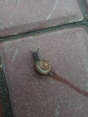 Fruticicola fruticum