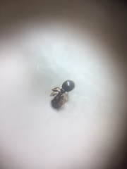 Tetramorium smithi