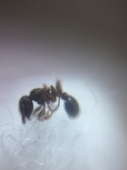 Tetramorium smithi