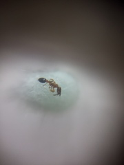 Cardiocondyla minutior