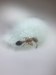 Cardiocondyla minutior