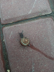 Fruticicola fruticum