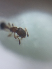 Cardiocondyla minutior
