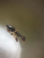 Technomyrmex vitiensis