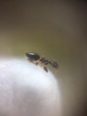 Technomyrmex vitiensis