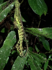 Anolis fitchi