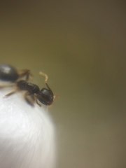 Technomyrmex vitiensis