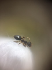 Technomyrmex vitiensis