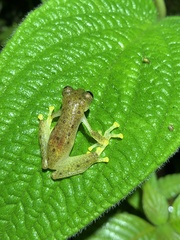 Anomalous Glassfrog photo 3