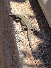 Gallotia caesaris gomerae
