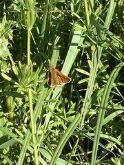Ochlodes sylvanus