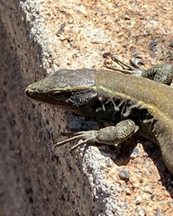 Gallotia caesaris gomerae