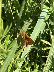 Ochlodes sylvanus
