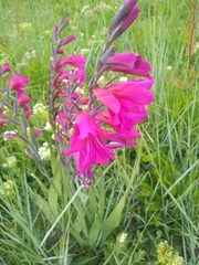 Gladiolus communis byzantinus