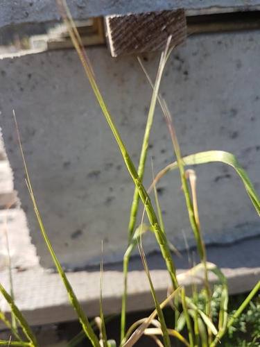 Jointed Goatgrass