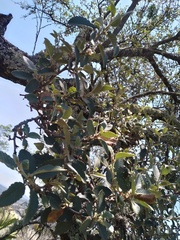 Cercocarpus