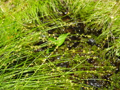 Carex brunnescens sphaerostachya