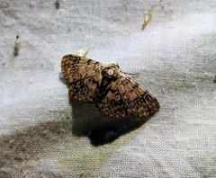 Diplurodes semicircularis