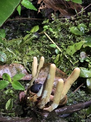 Ophiocordyceps melolonthae