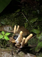 Ophiocordyceps melolonthae