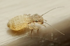 Cerobasis