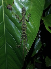 Anolis fitchi