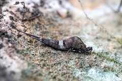 Praemachilis excelsior