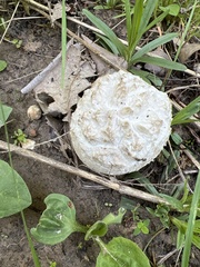 Calvatia sculpta