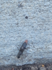 Platydracus tarsalis