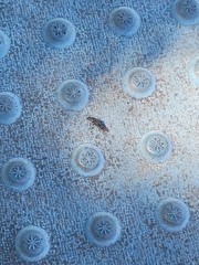 Platydracus tarsalis