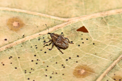 Trichosirocalus troglodytes