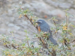 Pseudosaltator rufiventris