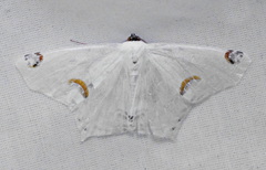 Sericoptera mahometaria
