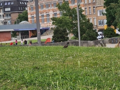 Sturnus vulgaris