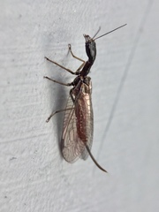 Phaeostigma