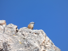 Ochthoeca oenanthoides