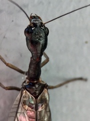 Phaeostigma