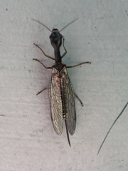 Phaeostigma