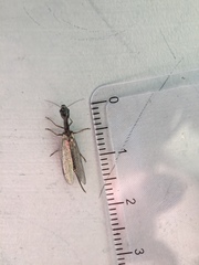 Phaeostigma
