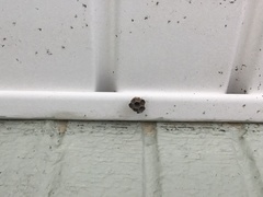 Mischocyttarus mexicanus