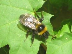 Bombus campestris