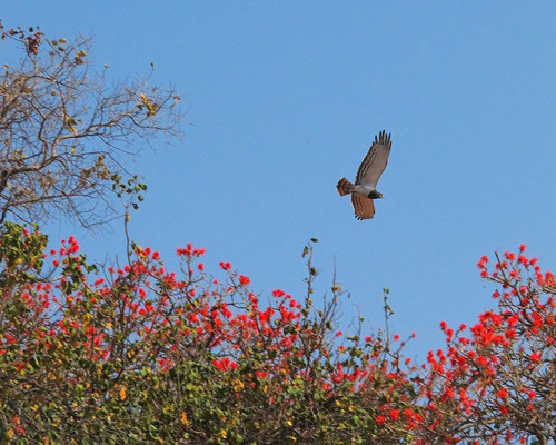 Black-chested Snake-Eagle