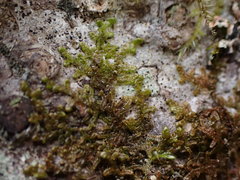 Frullania tamarisci