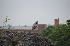 Ardea herodias