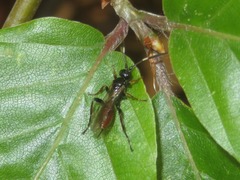 Crypteffigies lanius