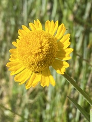 Helenium bigelovii