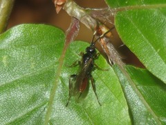Crypteffigies lanius