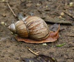 Megalobulimus popelairianus