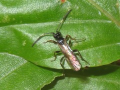 Crypteffigies lanius